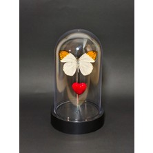 Anka Butterfly Gerçek Kelebek Temalı Mika Fanus ( Hebomoia Glaucippe -Büyük Turuncu Uçlu Kelebek, Kurutulmuş Gerçek Kelebek Objesi) Masaüstü Aksesuar