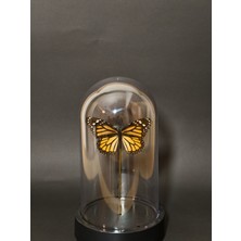 Anka Butterfly Gerçek Kelebek Temalı Mika Fanus ( Danaus Plexippus – Kral Kelebeği, Monarch Butterfly Kurutulmuş Gerçek Kelebek Objesi) Masaüstü, Kahve Sehpası Aksesuarı,