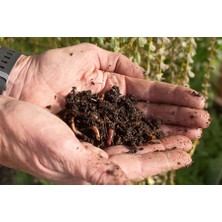 Hioboston Ev Kompost Üretim Solucanı (50 Adet)