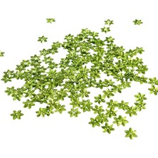 Yeşil Lazerli Papatya Desen 14 mm Delikli Pul Payet 25 gr (Tülbent, Oya, Havlu Malzemesi)