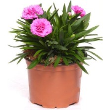 Reyondan Kokulu Karanfil