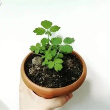 Sarmask Kırlangıç Otu, Saksıda