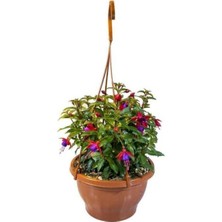 The Best Online Küpeli, Askılı Saksıda