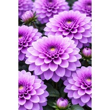 Ucuzluk Diyarı 4 Adet Yıldız Çiçeği Soğanı ( Dahlia Yumrusu ) Eflatun Renk