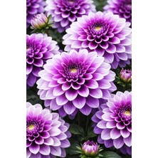 Ucuzluk Diyarı 7 Adet Yıldız Çiçeği Soğanı ( Dahlia Yumrusu ) Ithal Renk