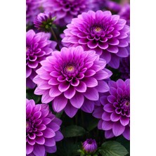 Ucuzluk Diyarı 6 Adet Yıldız Çiçeği Soğanı ( Dahlia Yumrusu ) Mor  Renk