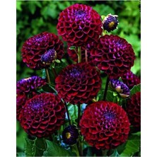 Ucuzluk Diyarı 10 Adet Yıldız Çiçeği Soğanı ( Dahlia Yumrusu ) Kadife Renk