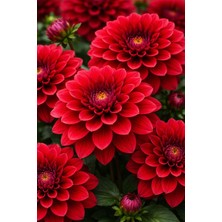 Ucuzluk Diyarı 10 Adet Yıldız Çiçeği Soğanı ( Dahlia Yumrusu ) Kırmızı  Renk