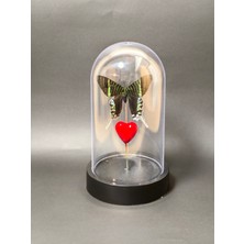 Anka Butterfly Gerçek Kelebek Temalı Mika Fanus ( Urania Leilus – Yeşil Bantlı Urania Butterfly, Kurutulmuş Gerçek Kelebek Objesi) Masaüstü, Kahve Sehpası Aksesuarı,