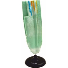 Edulab Kök Kesiti Modeli