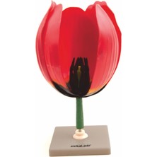 Edulab Lale Çiçeği