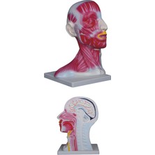 Edulab Kafa ve Boyun Kesiti  Modeli