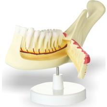 Edulab Yarım Çene Diş Modeli