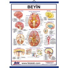 Edulab Beyin Levhası