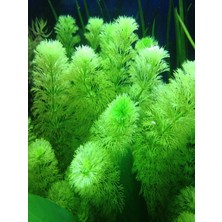 Marimo Scape Limnophila Sessiliflora