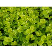 Marimo Scape Lysimachia Nummularia
