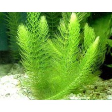 Marimo Scape Tilki Kuyruğu