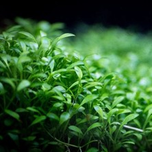 Marimo Scape Glossostigma Elatinoides In Vitro