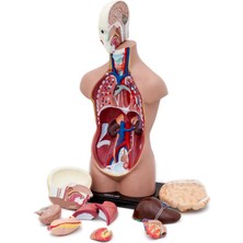 Edulab Insan Vücudu Büyük Boy, 50 Cm.