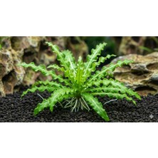 Marimo Scape Pogostemon Helferi In Vitro
