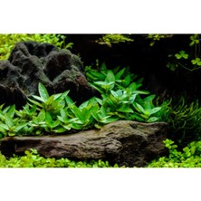 Marimoscape Staurogyne Repens In Vitro