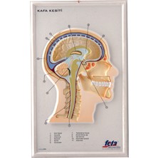 Edulab Kafa Kesiti Kabartma