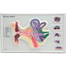 Edulab Kulak Kesiti Kabartma