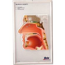 Edulab Burun Kesiti Kabartma