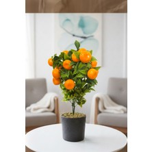 Punica Saksıda Mandalina