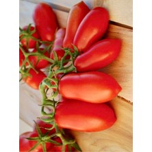 Yerli Sivri Domates 50 Adet Tohum