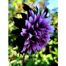 CSY 25 Adet Dev Yıldız Dahlia Çiçeği Soğanı Yumrusu 12 Renk Karışık Yumru Boyu 10 Cm.yeni Mahsul.. Çimlenme Garantilidir..