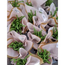 Sarmask Crassula Muscosa Prenses Çamı Sukulent Bitkisi, Özel Günler Için Süslü, Hediyelik 10 Adet