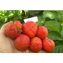 CSY 12 Adet Dev Çilek Fidanı Açık Kök Garantili 12 Ay Dikilebilir....