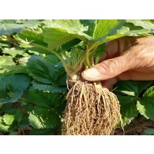 CSY 12 Adet Dev Çilek Fidanı Açık Kök Garantili 12 Ay Dikilebilir....frigo Çilek Fidesi...taze Söküm Çilek Fidanı..