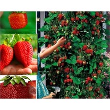 CSY 12 Adet Dev Çilek Fidanı Açık Kök Garantili 12 Ay Dikilebilir....frigo Çilek Fidesi...taze Söküm Çilek Fidanı..