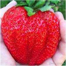 CSY 12 Adet Dev Çilek Fidanı Açık Kök Garantili 12 Ay Dikilebilir....frigo Çilek Fidesi...taze Söküm Çilek Fidanı..