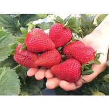 CSY 12 Adet Dev Çilek Fidanı Açık Kök Garantili 12 Ay Dikilebilir....frigo Çilek Fidesi...taze Söküm Çilek Fidanı..