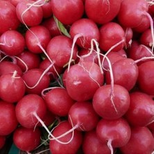 Taber İri Doğal Kırmızı Turp Tohumu (550 tohum)
