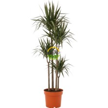 Fidan Sepetim Dracaena Marginata Çiçeği 4 Gövdeli 150-160cm