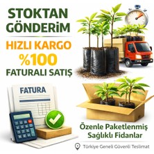 Taber 5'li Paket Tüplü Alaca Patlıcan Fidesi
