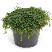 Arslanfidan Arapsaçı