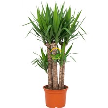 Fidan Sepetim Yucca Bitkisi 4 Gövdeli 150-170cm