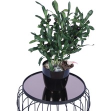 Yapay Çiçek Sitesi Siyah Plastik Saksıda Yapay Zeytin Ağacı 50 cm