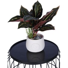 Yapay Çiçek Sitesi Beton Saksıda Yapay Dua Çiçeği 35 cm