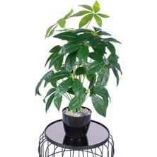 Yapay Çiçek Sitesi Yapay Refah Çiçeği Bitkisi 70 cm