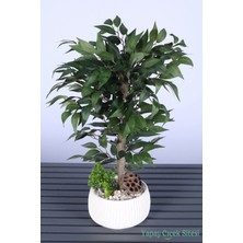 Yapay Çiçek Sitesi Yapay Premium Yapraklı Benjamin Ağacı Tanzimi 55 cm