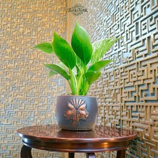 Kabartmalı Beton Saksıda Bol Köklü ve Yavrulu Ithal Philodendron Birkin |bitkitürk Tasarım