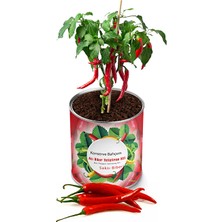 2 Adet  Konserve Acı Biber Yetiştirme Kiti KB004