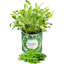 4 Adet   Konserve Roka Yetiştirme Kiti KB014