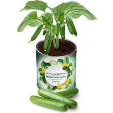 2 Adet  Konserve Salatalık Yetiştirme Kiti KB003